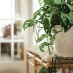 “Groene plant en houten bankje in sfeervol landelijk interieur”