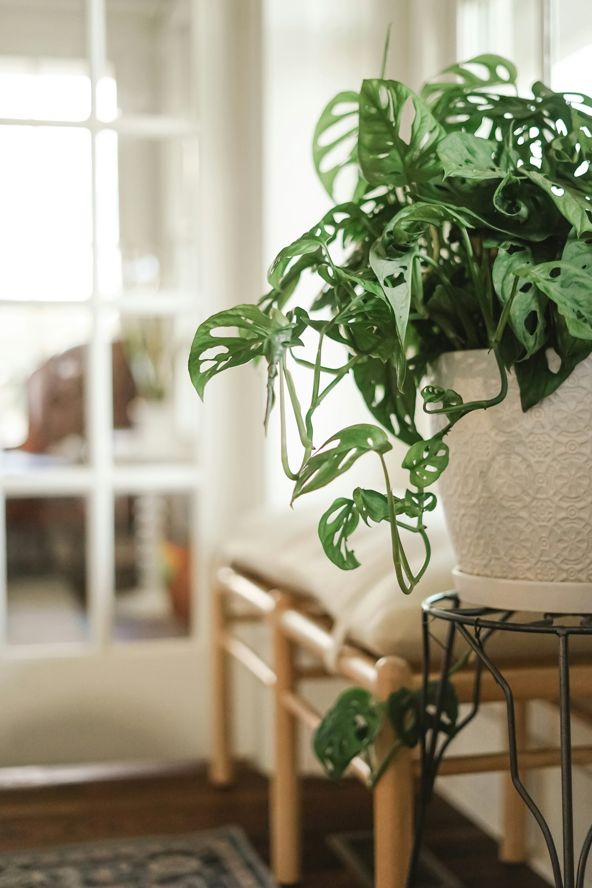 “Groene plant en houten bankje in sfeervol landelijk interieur”