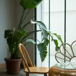 “interieuradvies landelijk wonen met groene planten”